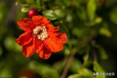 石榴花的样子（怎么形容石榴花的样子）