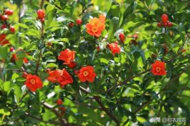 石榴花的样子（怎么形容石榴花的样子）