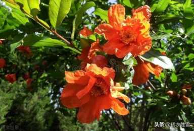 石榴花的样子（怎么形容石榴花的样子）