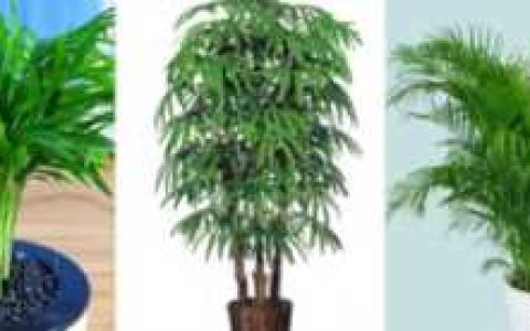 凤尾竹适合放在客厅吗？凤尾竹风水禁忌