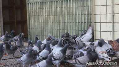 幼鸽怎么配置鸽粮（鸽粮配料表燕麦）