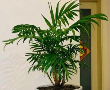 凤尾竹适合放在客厅吗？凤尾竹风水禁忌