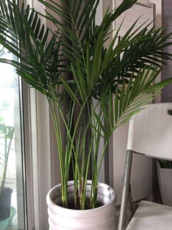 凤尾竹适合放在客厅吗?凤尾竹风水禁忌