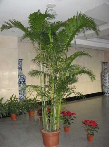 凤尾竹适合放在客厅吗？凤尾竹风水禁忌