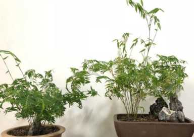 凤尾竹适合放在客厅吗？凤尾竹风水禁忌