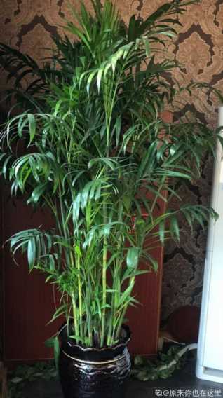 凤尾竹适合放在客厅吗？凤尾竹风水禁忌