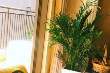 凤尾竹适合放在客厅吗？凤尾竹风水禁忌