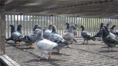 幼鸽怎么配置鸽粮（鸽粮配料表燕麦）