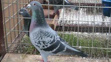幼鸽怎么配置鸽粮（鸽粮配料表燕麦）