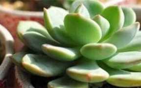 肉肉怎么养殖方法（怎样养多肉植物）