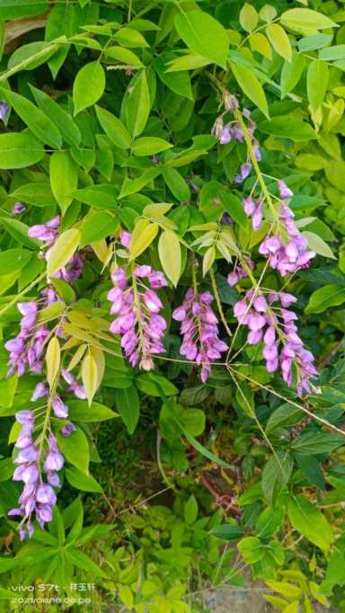 紫藤风水禁忌紫藤什么时候开花