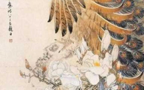 孔雀羽毛摆放禁忌（孔雀羽毛适合放在家里什么位置）