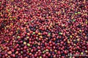 soe咖啡是什么意思(咖啡豆的soe)插图11 soe咖啡是什么意思(咖啡豆的soe)