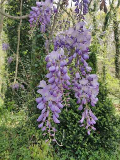 紫藤风水禁忌紫藤什么时候开花