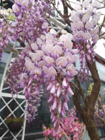 紫藤风水禁忌紫藤什么时候开花