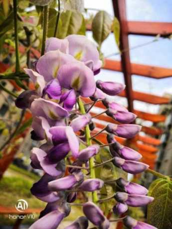 紫藤风水禁忌紫藤什么时候开花