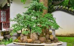 榆树为什么百鬼不近（种榆树有什么好处）