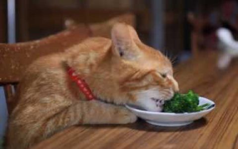 猫最爱吃什么水果（猫最爱吃的10种水果）