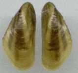 海虹和青口的区别（海虹是青口贝吗）