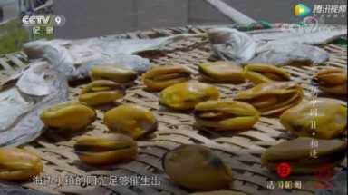 海虹和青口的区别（海虹是青口贝吗）