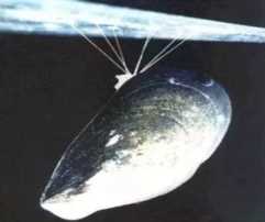 海虹和青口的区别（海虹是青口贝吗）