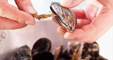 海虹和青口的区别（海虹是青口贝吗）