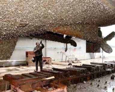 海虹和青口的区别（海虹是青口贝吗）