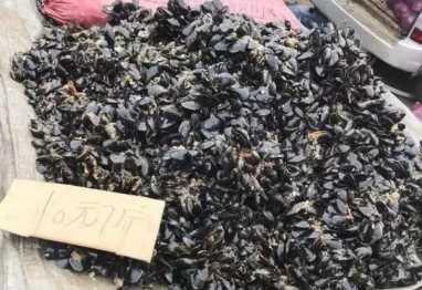 海虹和青口的区别（海虹是青口贝吗）