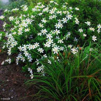 栀子花的风水作用禁忌（栀子花有什么忌讳）