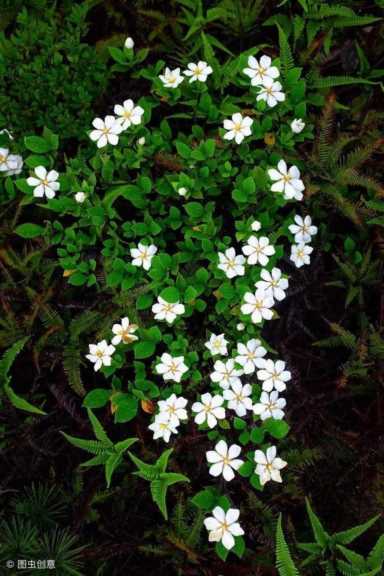 栀子花的风水作用禁忌（栀子花有什么忌讳）