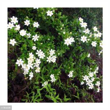 栀子花的风水作用禁忌（栀子花有什么忌讳）