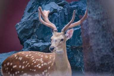 鹿该怎么养（养鹿的注意事项）