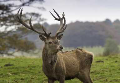 鹿该怎么养（养鹿的注意事项）