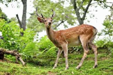 鹿该怎么养（养鹿的注意事项）