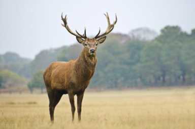 鹿该怎么养（养鹿的注意事项）