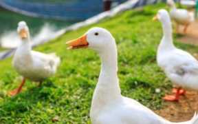 养鸭一年可以赚多少钱？养鸭的成本和利润养鸭子赚钱吗