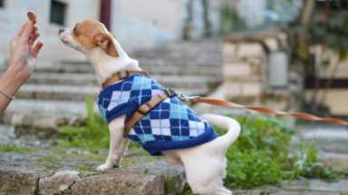 另类宠物店加盟(加盟一个宠物店大约多少钱)插图5 另类宠物店加盟(加盟一个宠物店大约多少钱)