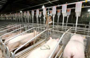 养猪业发展现状（中国养猪业发展现状与趋势）