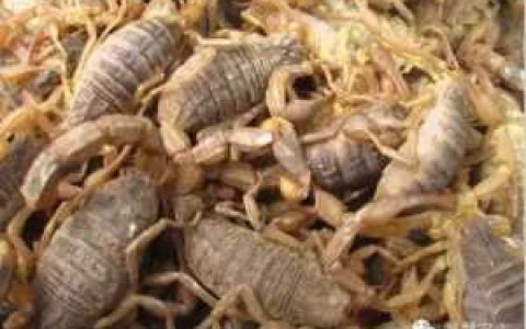 怎样养蝎子多赚钱？小规模蝎子养殖技术