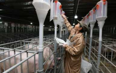 养猪业发展现状（中国养猪业发展现状与趋势）