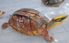 2022年金钱龟最新价格（金钱龟的价格为什么这么高）