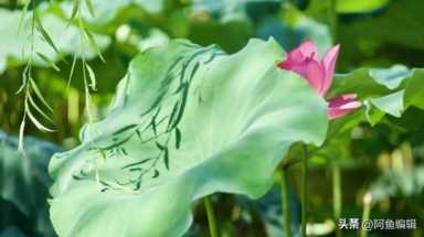 专利申请所需费用需要多少钱？国际申请专利费用