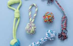 一根绵纱看宠物经济，宠物经济发展趋势