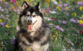 适合女生创业的项目有哪些（中国女性创业的排行榜）