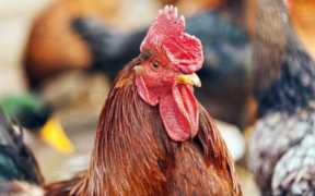 绿壳蛋鸡养殖前景怎样（绿壳蛋鸡养殖技术）