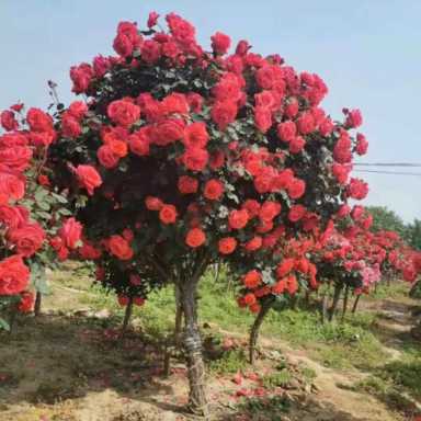 养什么前景好养又赚钱（养什么前景好的花）