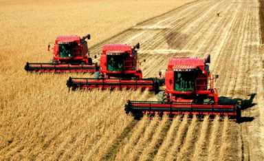 黑土地种什么最赚钱?黑土地种植什么效益高插图1 黑土地种什么最赚钱?黑土地种植什么效益高