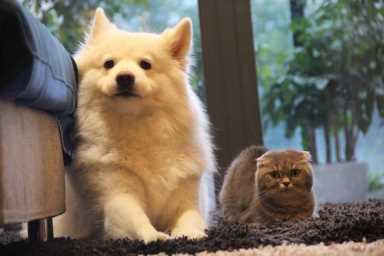 另类宠物店加盟(加盟一个宠物店大约多少钱)插图3 另类宠物店加盟(加盟一个宠物店大约多少钱)