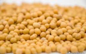 今日黄豆价格走势，2023年黄豆价格走势