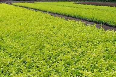 现在农村种植什么农作物赚钱？什么农作物最赚钱